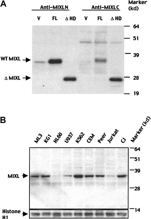Fig. 5. Characterization of MIXL protein expression. / (A) Specificities of MIXL antibodies. 293T cells were transfected with wild-type (WT) MIXL and mutant MIXL without the homeobox (ΔMIXL) cloned in the vector pcDNA3.1-MycHis. Forty-eight hours after transfection, cytoplasmic lysates for homeodomain-less mutant MIXL and nuclear lysates for WT MIXL were resolved on a 12% SDS-PAGE gel and transferred to a Hybond P nylon membrane. The blot was probed with the affinity-purified antibody anti-MIXL-N at a dilution of 1:100 and antiserum anti-MIXL-C at a dilution of 1:1000. Both antibodies detected the same full-length MIXL protein at 36 kd and homeodomain-less mutant MIXL at 26 kd. V indicates vector alone; FL, full-length MIXL construct and ΔHD- homeodomain-less construct. (B) MIXL protein is expressed in hematologic malignancies. MIXL proteins were detected in leukemic cells expressing early myeloid markers (ML3, KG1), lymphoid markers (CEM, Peer, CJ) and erythroid markers (K562). The affinity purified antibody anti-MIXL-N was used at 1:100 dilution. The blot was reprobed with the mouse monoclonal antibodies against human histone H1 to quantify loading.