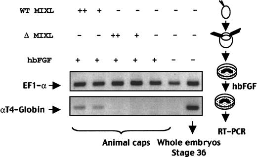Fig. 6. MIXL -induced expression of αT4-globin inXenopus animal caps. / Synthetic mRNAs (300 pg or 1 ng RNAs) were injected into Xenopus one-cell embryos in 2 separate sets. At the 8-cell stage, animal caps were excised and the explants were cultured in the presence of human recombinant bFGF (hbFGF). At the equivalent of stage 36, the animal caps from each set was pooled separately for RNA extraction and RT-PCR analysis. Twenty-seven cycles of multiplex PCR with the primer pairs for αT4-globin and EF1-α genes were performed. Note the αT4-globin expression in wild-type (WT) MIXL-injected animal caps but not in animal caps injected with homeobox-less MIXL(ΔMIXL) or FGF-treated embryos. +, 300 pg mRNA; ++, 1 ng mRNA.