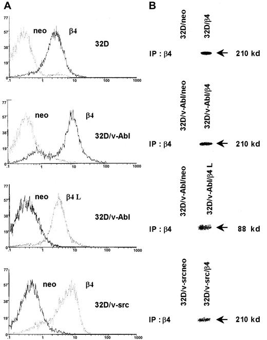 Fig. 1. Expression of the β4 integrin subunit in 32D cell lines. / 32D cells and v-src– or v-abl–transformed counterparts were transduced with pRC/CMV expression vector alone and/or carrying wild-type β4 integrin subunit and cytoplasmic-deleted β4 molecule (β4 L) cDNAs. Neo cells and β4-transduced cells were analyzed by FACS for the expression of exogenous β4 molecules (A). Control and β4-transduced cells were exogenous-labeled and immunoprecipitated with the anti-β4 monoclonal antibody 439-9B (B).