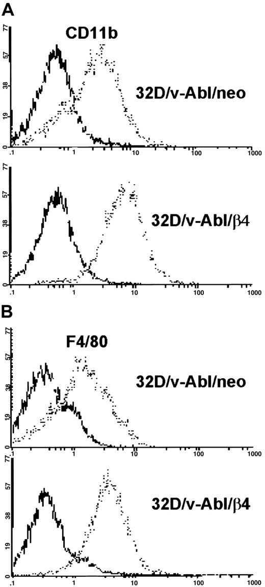 Fig. 5. Cytofluorimetric analysis of CD11b and F4/80 antigens in 32D/v-Abl/neo and 32D/v-Abl/β4 cells. / 32D/v-Abl/neo and 32D/v-Abl/β4 cells (clone a) were stained with anti-CD11b and/or F4/80 monoclonal antibodies and analyzed by flow cytometry. (A) Samples of 1 × 106 of control (neo) and β4-transduced cells were incubated with purified rat anti–mouse CD11b, and (B) with rat anti–mouse F4/80 primary antibodies. The cells were washed, incubated with FITC-conjugated secondary antibody, and analyzed by a flow cytometer after addition of 5 μL PI. (A,B) Negative controls were stained with rat anti–mouse CD4 monoclonal antibody and processed as described in “Materials and methods.”