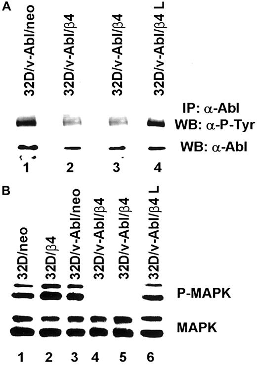 Fig. 8. Analyses of v-Abl and MAPK phosphorylation on 32D neo and β4 transfectans. / (A) Total cell lysates from 32D/v-Abl/neo cells (lane 1), 2 derived 32D/v-Abl/β4 clones (lanes 2 and 3), and 32D/v-Abl/β4 L clone (lane 4), were immunoprecipitated with anti–Abl monoclonal antibody. The immunoprecipitated Abl proteins were analyzed by SDS-PAGE and probed with antiphosphotyrosine monoclonal antibody (upper panel A). The nitrocellulose was stripped and probed again with the anti–Abl polyclonal antibody (lower panel A). (B) Total cell lysates from 32D/neo (lane 1), 32D/β4 (lane 2), 32D/v-Abl/neo (lane 3), 32D/v-Abl/β4 (lanes 4 and 5), and 32D/v-Abl/β4 L cells (lane 6) were analyzed by SDS-PAGE and probed with an antibody to the active doubly phosphorylated forms of the MAPK (ERK 1 and 2) (upper panel B). The nitrocellulose was stripped and probed again with an antibody specific to the native unmodified form of ERK/MAPK (lower panel B).