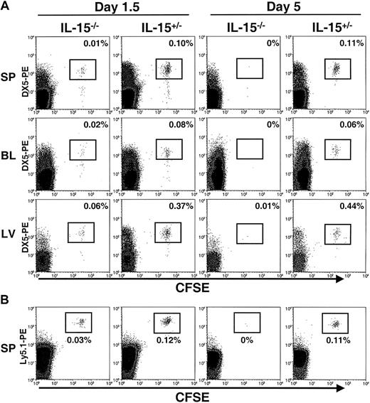 Fig. 1. Detection of transferred NK cells in IL-15−/− and control mice. / CFSE+ NK cells were assessed by flow cytometry 1.5 and 5 days after transfer into IL-15−/− and control (IL-15+/−) mice. (A) The spleen (SP), blood (BL), and liver (LV) were analyzed for the presence of CFSE+DX5+ NK cells. Cells were gated on viable lymphocytes. Transferred cells are highlighted in boxes, and the percentages for each organ are shown. At day 1.5, transferred cells were detectable in both IL-15−/− and control mice, with significantly higher numbers of NK cells recovered from the controls (7.4 ± 0.7 fold; P < .003; total NK cells). At day 5, transferred NK cells were undetectable in IL-15−/− mice but still present in control mice. Results are representative of 4 independent experiments at 1.5 days and 4 independent experiments at 5 days. (B) For 3 of the 1.5-day and 5-day adoptive transfer experiments, NK cells were isolated from Ly5.1+ mice, labeled with CFSE, and transferred into IL-15−/− and control mice (both of which are Ly5.2+). Consistent with the results shown in panel A, transferred cells could be detected as CFSE+Ly5.1-PE+ in the spleens of IL-15−/− and control mice killed at day 1.5 but were undetectable in IL-15−/− mice at day 5.