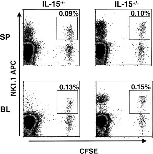 Fig. 4. Bcl-2tg NK cells are maintained in IL-15−/− mice. / CFSE-labeled, enriched NK cells from Bcl-2tg mice (purity about 20%) were adoptively transferred into IL-15−/−and control mice (n = 2 pairs). At 1.5 days after transfer, the spleen (SP; upper panels) and blood (BL; lower panels) were analyzed for the presence of NK1.1+CFSE+ NK cells. Cells were gated on viable lymphocytes, and transferred NK cells are highlighted. Similar numbers of Bcl-2tg NK cells were detected in both IL-15−/− (left) and IL-15+/− (right) mice. Data from one experiment are shown. Transferred Bcl-2tg NK cells were also detected in similar numbers in IL-15−/− and control mice 7 days after transfer (data not shown).