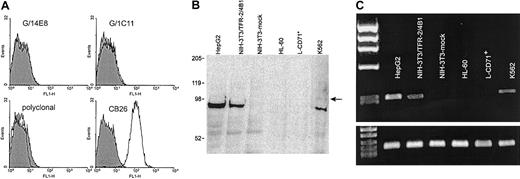 Fig. 3. Analysis of the specificity of the selected mAbs and their molecular targets. / (A) IIF analysis performed on L-CD71+ fibroblasts reveals that the mAbs do not cross-react with TFR-1. Selected mAbs are representative for groups A (G/14E8) and B (G/1C11). The polyclonal antiserum features the same reactivity pattern. The same cells are clearly stained by the anti–TFR-1 mAb CB26. Gray profiles show the staining obtained by using an irrelevant antibody. X-axis, fluorescence intensity/cells; y-axis, number of cells registered/channel. (B) Transfectants and cell lines were lysed, run in 6% SDS-PAGE under reducing conditions, and transferred to a nitrocellulose membrane. G/14E8 mAb reacted with a dominant band of approximately 90 kDa in HepG2, in NIH-3T3/TFR-2/4B1, and in K562. A minor band of −105 kDa was observed in K562 cells (arrow). Lysates from NIH-3T3 mock-transfected cells and from HL-60 and L-CD71+ fibroblasts did not show any detectable bands. The reaction was revealed using a CDP-STAR chemiluminescence reagent, and the membranes were subjected to autoradiography. (C) RT-PCR analysis of a TFR-2 fragment confirmed the presence of the relevant message in HepG2, in NIH-3T3/TFR-2/4B1, and in K562 cells. Mock-transfected NIH-3T3 cells, HL-60 cells, and L-CD71+ fibroblasts did not show any message for TFR-2. GAPDH is shown as a control of RNA quality.