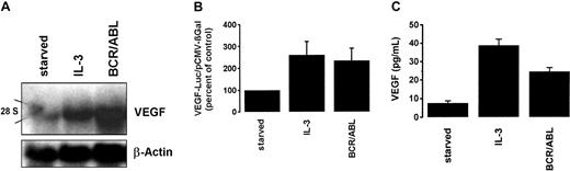 Fig. 2. BCR/ABL- and IL-3–induced VEGF gene expression in Ton.B210-X cells. / (A) Northern blot analysis. Starved Ton.B210-X cells were maintained in the presence (BCR/ABL) or absence (starved) of doxycycline and then subjected to Northern blotting. In addition, Ton.B210-X cells cultured in IL-3 were examined. Northern blot analysis was performed using a murine VEGF probe. After stripping the blot, a β-actin probe was applied. 28S indicates the position of 28S rRNA. (B) VEGF promoter activity. Ton.B210-X cells were transfected with the VEGF-Luc and pCMV-βGal plasmids and were grown in serum-free medium in the presence (BCR/ABL) or absence (starved) of doxycycline for 48 hours. In addition, cells were maintained in IL-3. After incubation, cells were harvested and assayed for the expression of luciferase and βGal activities. Luciferase activity was reported as the ratio VEGF-Luc/pCMV-βGal and was expressed as a percentage of control (starved cells). (C) VEGF ELISA. Supernatants of Ton.B210-X cells incubated with (BCR/ABL) or without (starved) doxycycline or cultured in IL-3 for 24 hours were collected and examined for the levels of secreted VEGF by ELISA. Results represent the means ± SD of 3 independent experiments.