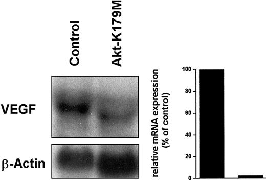 Fig. 6. Effect of a dominant-negative Akt mutant on BCR/ABL-dependent VEGF mRNA expression. / Ton.B210-X cells induced to express BCR/ABL were transfected with the dominant-negative Akt-K179M mutant or a control plasmid (Control) and were subjected to Northern blotting. The blot was probed for VEGF and reprobed for β-actin. Densitometric evaluation of VEGF mRNA expression is shown below the blot analyses.