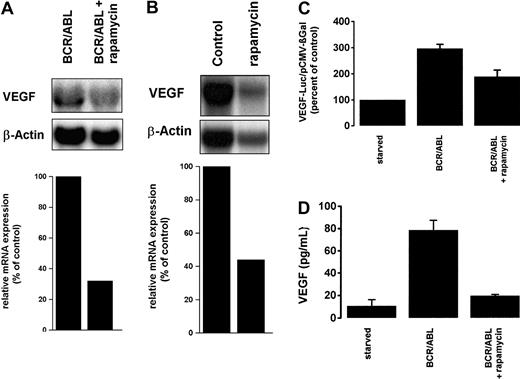 Fig. 7. Effects of rapamycin on BCR/ABL-induced VEGF gene expression. / (A) Ton.B210-X cells induced to express BCR/ABL were treated with rapamycin (20 nM) (BCR/ABL + rapamycin) or control medium (BCR/ABL) for 24 hours and then subjected to Northern blot analysis using a murine VEGF probe. (B) Primary peripheral blood mononuclear cells obtained from a patient with BCR/ABL+ CML were cultured in the presence (rapamycin) or absence (Control) of rapamycin (10 nM) for 12 hours. Cells were subjected to Northern blot analysis using a human VEGF cDNA probe. The β-actin loading control and densitometric quantifications of VEGF mRNA expression are shown below the blot analyses. (C) VEGF reporter gene activity was measured in Ton.B210-X cells. Cells induced to express BCR/ABL were incubated with rapamycin (20 nM) or control medium for 24 hours. Induced and starved Ton.B210-X cells (not expressing BCR/ABL) were examined for VEGF reporter gene activity. Results represent the means ± SD of 3 independent experiments. (D) Ton.B210-X cells induced to express BCR/ABL were cultured in the presence (BCR/ABL + rapamycin) or absence (BCR/ABL) of rapamycin (20 nM) for 36 hours. Starved Ton.B210-X cells were also examined. After incubation, cell-free supernatants were collected and examined for secreted VEGF by ELISA. Results represent the means ± SD of 3 independent experiments.