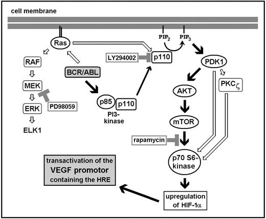 Fig. 9. BCR/ABL-dependent VEGF gene expression: proposed signaling pathways. / Activation of Ras and PI3-kinase by BCR/ABL leads to MAPK signaling (Raf, MEK, ERK) and to activation of signaling molecules downstream of PI3-kinase. Based on results obtained with Ton.B210-X cells and primary CML-derived cells, it is hypothesized that VEGF induction by BCR/ABL is mediated through sequential activation of PI3-kinase, phosphoinositide-dependent kinase 1 (PDK1), Akt, mTOR, and p70 S6 kinase. As a result, the transcription factor HIF-1α is up-regulated. HIF-1, in turn, binds to HRE sites within the VEGF promoter and transcriptionally activates the VEGF gene.