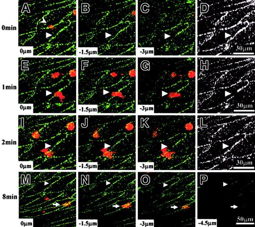 Fig. 6. Time sequence of VE-cadherin movement on human umbilical vein tissue during PMN transmigration. / A PMN (stained with FM 1-43, red) was transmigrating through living human umbilical vein tissue that was previously immunostained with VE-cadherin antibody (Alexa Fluor 488, green). The PMN transmigration site (triangle) was located at the boundary between 2 adjacent endothelial cells. This PMN was originally located on top of the vascular endothelium at 0 minute and displayed as a faint red image in panel A (arrowhead). It was already underneath the vascular endothelium at 2 minutes (I-K). (D,H,L) These panels are black-and-white pictures from depth-combined VE-cadherin images obtained at 0 minute, 1 minute, and 2 minutes, respectively. VE-cadherin clusters surrounding the transmigration site moved to opposite ends at 1 minute (E-H) and moved back to their original locations at 2 minutes (I-L). When this PMN transmigration process was completed, the resealed bicellular boundary was essentially the same as before (compare D and L). After transendothelial migration, this PMN moved laterally underneath the vascular endothelium without penetrating deeply into the smooth muscle layers. Its location (arrow) was about 80 μm away from the transmigration site at 8 minutes (M-P).