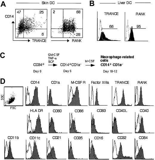 Fig. 2. TRANCE and RANK are novel int-DC antigens. / CD14+ DCs purified from human skin (A) and liver (B) were analyzed for TRANCE and RANK expression by FACS. Percentage of positive cells is indicated. (C) Generation of macrophage-related cells from CD34+ progenitors (CD34+-derived int-DCs). Cord blood CD34+ cells were cultured for 6 days in SCF, GM-CSF, and TNFα, yielding a CD14+CD1a− population, which was FACS-sorted and grown in M-CSF for 4-6 days.25(D) Antigen expression of CD34+-derived int-DCs. The SSC/FSC scattergram profile is shown, and no electronic gates were set. The expression of surface markers was determined by flow cytometry using specific antibodies. White histograms represent isotype controls, and specific labeling is shown in gray.
