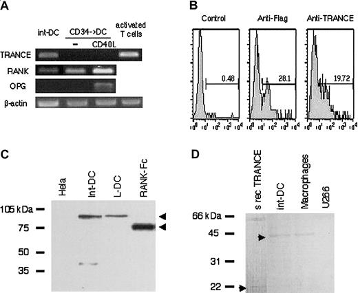 Fig. 3. TRANCE and RANK are expressed by CD34+-derived int-DCs. / (A) CD34+-derived int-DCs, unstimulated or CD40L-stimulated DCs, generated in the presence of GM-CSF and TNFα25 and anti–CD3/CD28-activated T cells were tested for the transcription of TRANCE, RANK, OPG, and β-actin by RT-PCR. (B) COBS cells were transfected with Flag-tagged human TRANCE cDNA, and cDNA expression was analyzed by anti-Flag and anti-TRANCE Ab. Percentage of positive cells is indicated. Detection of RANK (C) and TRANCE (D) by Western blot in the indicated cells. Full-length RANK and recombinant soluble RANK-Fc migrated with an apparent molecular weight of about 90 kDa and about 70 kDa, respectively, and full-length TRANCE and recombinant soluble TRANCE with an apparent molecular weight of about 42 kDa and about 20 kDa, respectively. CD1a+ L-DCs and macrophages served as positive controls; Hela cells and the myeloma U266 served as negative controls.