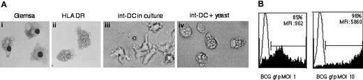 Fig. 6. CD34+-derived int-DCs efficiently capture antigen. / (A) May-Grünwald-Giemsa staining and anti–HLA DR labeling (revealed in DAB) of cytospun CD34+-derived int-DCs (panels Ai and Aii, original magnification, × 400). CD34+-derived int-DCs were incubated for 2 hours with heat-killed yeast and then thoroughly washed. Compare with CD34+-derived int-DCs in culture without yeast (panels Aiii and Aiv, original magnification, × 350). (B) Myc409, a recombinant Mycobacterium bovis BCG strain expressing GFP, was added for 4 hours to CD34+-derived int-DCs at an MOI of 1 or 10. Capture of Myc409 was measured by flow cytometry. The data are representative of 2 independent experiments.