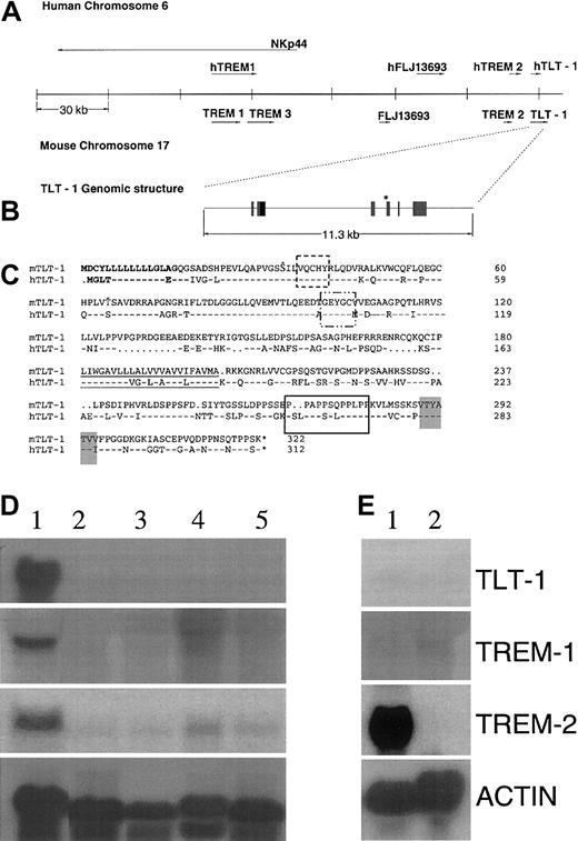 Fig. 1. Genomic organization and expression of TREM-like genes in the human and mouse, and comparison of the predicted amino acid sequences of mouse and human TLT-1 sequences. / (A) Schematic showing the relationship of the human TREM cluster (top) and the mouse TREM cluster (bottom). (B) The exon structure of the TLT-1 gene is shown. The blackened area of exon 2 represents the deletion caused by the alternative splice event detected by RT-PCR in RAW264.7 cells and dendritic cell cultures. The asterisk denotes the premature stop in this smaller mRNA species. (C) The predicted amino acid sequences of murine TLT-1 (mTLT-1) and human TLT-1 (hTLT-1). The leader sequence is bolded, the cystines forming disulfide bonds within the Ig V-type domain are boxed with dotted lines, potential O-glycosolation sites are marked by “Ŝ” for serines or “Ť” for theonines, the transmembrane domain is underlined, polyproline-rich region is boxed, and the ITIM sequence is boxed in gray. Asterisk indicates stop codon. (D) Northern expression of TREM-like genes in bone marrow (lane 1), lung (lane 2), lymph node (lane 3), testis (lane 4), and thymus (lane 5). (E) Northern expression of TREM-like genes in RAW264.7 (lane 1) and P815 (lane 2).