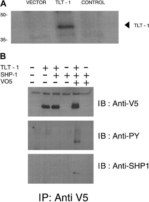 Fig. 2. TLT-1 is a receptor expressed in myeloid cells and binds SHP-1 when phosphorylated. / (A) Biotinylation of surface proteins in TLT-1–transfected cells. Vector, vector alone; TLT-1, V5 epitope-tagged TLT-1; control, full-length TLT without epitope tag. Lysates were immunoprecipitated (IP) with anti-V5 antibody and immunoblotted (IB) with streptavidin. (B) HEK293T cells were transfected as indicated. Lysates were immunoprecipitated with anti-V5 then immunoblotted with anti-V5 (top), antiphosphotyrosine (middle), or anti–SHP-1 (bottom).