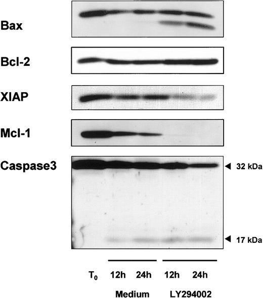 Fig. 5. Modulation of proapoptotic and antiapoptotic proteins in response to PI-3K inhibition. / Representative immunoblot data show regulation of proapoptotic and antiapoptotic proteins. B-CLL cells were cultured with or without 10 μM LY294002. Cells were harvested after 12 and 24 hours and whole cell lysates were prepared. A protein content of 40 μg was subjected to SDS-PAGE/immunoblot analysis by the use of specific antibodies for Bax, Bcl-2, XIAP, Mcl-1, and caspase-3.
