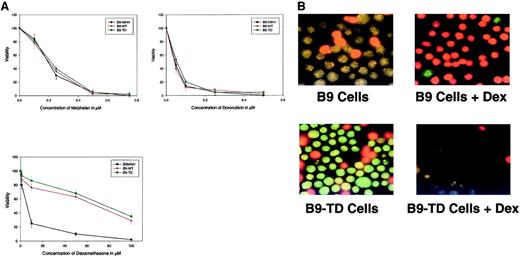 Fig. 1. Treatment of FGFR3-transduced cells with melphalan, doxorubicin, and dexamethasone. / (A) B9MINV, B9-WT, and B9-TD cells were induced with various concentrations of drug and analyzed using an MTT assay kit 72 hours after induction. Elevated expression of FGFR3 confers resistance to dexamethasone. (B) Ethidium bromide/acridine orange–stained (green represents viable cells) B9MINV and B9-TD cells either untreated or treated with 10 μM Dex and rescued with IL-6. Only B9MINV cells are sensitive to dexamethasone treatment.