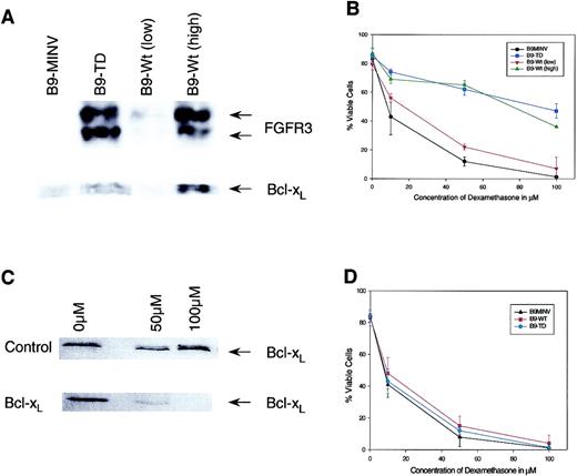 Fig. 2. FGFR3-overexpressing cells are resistant to dexamethasone because of Bcl-xL up-regulation. / (A) Western blot analysis of high- and low-expressing FGFR3 clones. (B) Treatment of high and low FGFR3-transduced cells with dexamethasone rescued with IL-6 and analyzed using Annexin V assay kit at 72 hours after treatment. This demonstrates a correlation between FGFR3 and Bcl-xL levels and dexamethasone resistance. (C) Western blot analysis of B9-TD following treatment with control and antisense oligonucleotides demonstrates successful down-regulation of Bcl-xL. (D) B9MINV, B9-WT, and B9-TD cells treated with various concentrations of dexamethasone following Bcl-xL antisense treatment and analyzed using Annexin V assay kit 72 hours after treatment. The protective effect of FGFR3 expression is abrogated.
