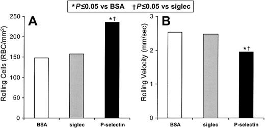 Fig. 2. Sickle cells adhere to immobilized P-selectin under flow conditions in vitro. / The number of sickle cells adhering to immobilized protein and the rolling velocities of the adhering cells were examined. In 5 experiments the rolling adhesion of sickle cells to BSA, immobilized recombinant Siglec, or immobilized recombinant P-selectin were examined. Statistically significant differences compared to immobilized BSA (*) and to immobilized recombinant Siglec (†) are indicated.