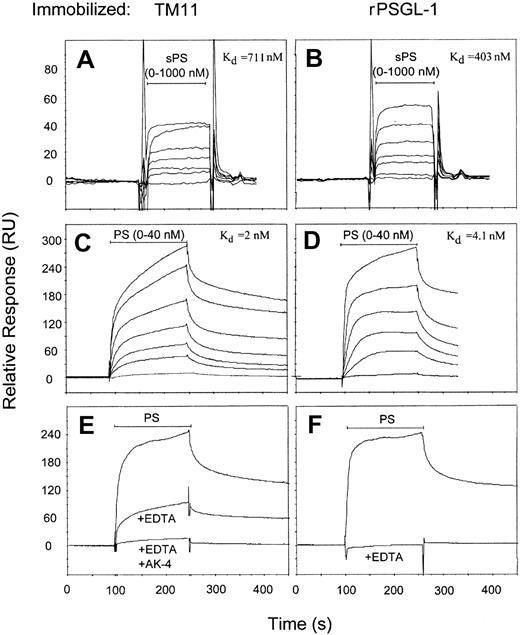 Fig. 2. Binding of human P-selectin to immobilized TM11 peptide and rPSGL-Ig. / Biotinylated TM11 was bound to the sensor surface through conjugation to immobilized streptavidin (A,C,E). rPSGL-Ig was directly immobilized onto the sensor chip (B,D,F). Soluble P-selectin (sPS) and PS-IgG (PS) were injected over both surfaces at a flow rate of 20 μL/min for 30 and 150 seconds, respectively, as indicated by the horizontal bar. Bound selectins were removed by a short injection of 10 mM NaOH (not shown) and were reused for subsequent injections. The figure shows an overlay of the sensorgrams. (A,B) Increasing concentrations of sPS (0-1000 nM, 2-fold dilutions) show binding to TM11 and PSGL-1 surfaces, as indicated by an increase in response units. The Kd values calculated by Biacore software are indicated in the figure. (C,D) Binding of increasing concentrations of PS (0-40 nM, 2-fold dilutions) show enhanced binding kinetics. (E,F) Binding of PS (20 nM) to TM11 and PSGL-1 was reduced in the presence of EDTA (10 mM). Residual binding of PS to TM11 in the presence of EDTA could be inhibited by coinjection of blocking antibody AK-4.