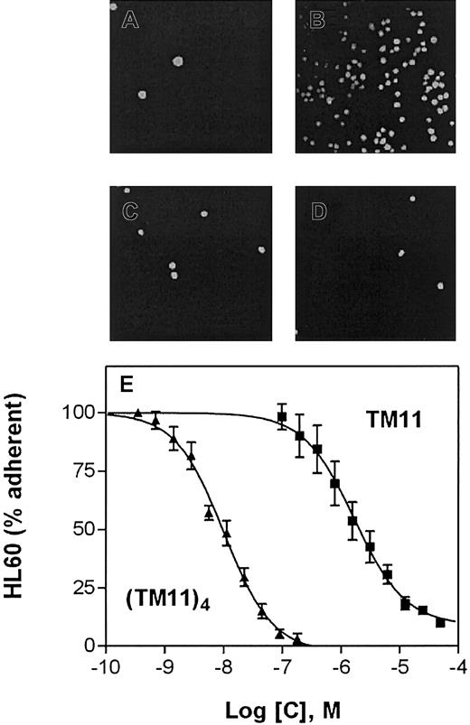 Fig. 5. TM11 inhibits HL60 adhesion to P-selectin. / Monomeric and tetrameric TM11 were tested for their capacity to inhibit P-selectin–mediated cell adhesion. HL60 cells, expressing PSGL-1, were labeled with calcein and allowed to adhere to P-selectin–transfected CHO cells (CHO-P) in the presence or absence of TM11 and (TM11)4. (A) HL60 cells did not adhere to control CHO cells. (B) Specific adhesion of HL60 cells to CHO-P was observed in the absence of peptides. (C) HL60 cell adhesion to CHO-P could be completely blocked by 12.5 μM TM11, or (D) by 45 nM (TM11)4. HL60 cells were visualized by calcein fluorescence detection. Original magnification, × 100 (A-D). (E) TM11 (▪) and (TM11)4 (▴) inhibit HL60 adhesion to CHO-P at concentrations comparable to ELISA IC50 values (Figure 4). EC50 values are 2.2 μM and 11 nM for TM11 and (TM11)4, respectively. Values represent means of quadruplicate experiments ± variation.