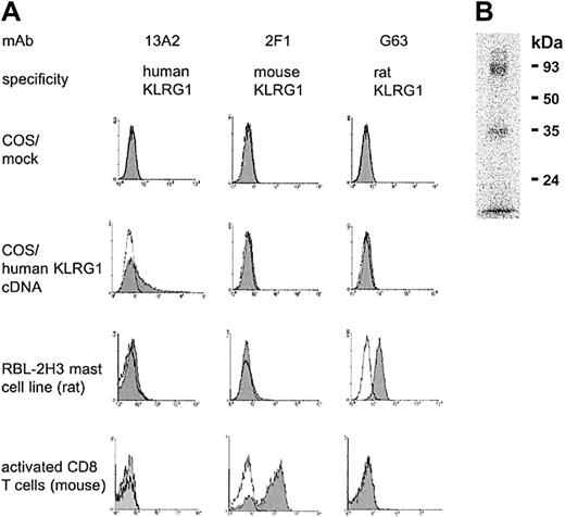 Fig. 1. The 13A2 mAb is specific for human KLRG1. / (A) COS7 cells were transiently transfected with empty expression vector (mock) or with expression vector containing human KLRG1 cDNA. Afterward, cells were stained with the indicated mAb (shaded histograms) and analyzed by flow cytometry. Open histograms represent negative controls. To determine cross-reactivity of the 13A2 mAb, KLRG1+ RBL-2H3 cells from rat and KLRG1+ CD8 T cells from mice were examined in a similar fashion, including mAb G63 and 2F1 specific for rat and mouse KLRG1, respectively, as positive controls. (B) Immunoprecipitation of KLRG1. Detergent extracts of surface iodinated human PBL were incubated with beads coupled with mAb 13A2, and bound material was analyzed in 12.5% SDS-PAGE under nonreducing conditions.