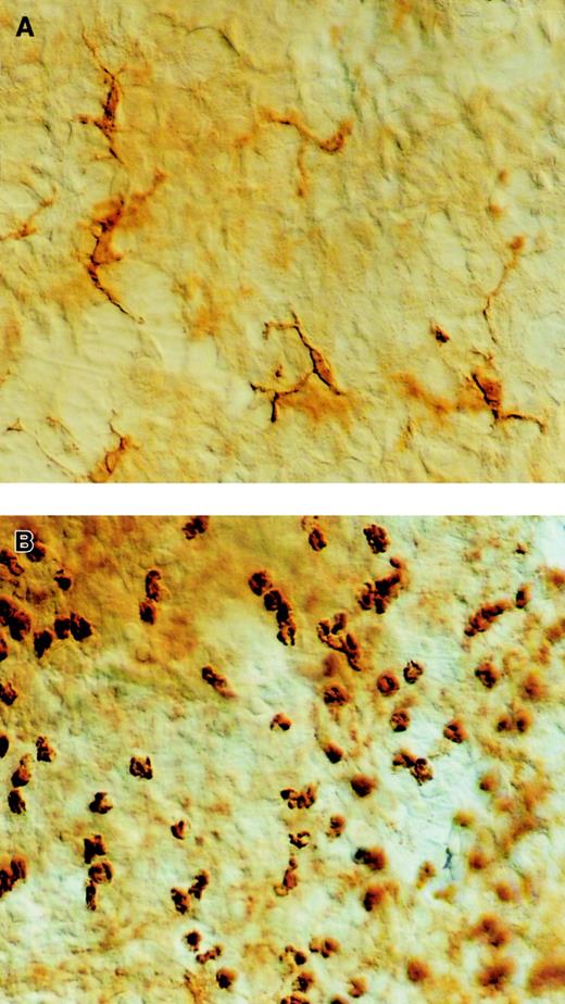 Fig. 3. Effect of OVA or PBS aerosol challenge on the number of DCs in the large conducting airways. / Mice were immunized with OVA-DCs or PBS-DCs and challenged daily with either OVA or PBS aerosol. Thereafter, whole mounts were prepared and stained with an Ab directed against I-A and I-E MHCII. (A) In PBS-DC/PBS-exposed animals nearly all MHCII+ cells demonstrate a dendritic morphology. (B) In contrast, in OVA-DC/OVA mice the MHCII+ cells are more numerous, and have a rounded appearance. They are distributed in dense clusters in the intercartilaginous area. Original magnification, × 400, Normaski optics.