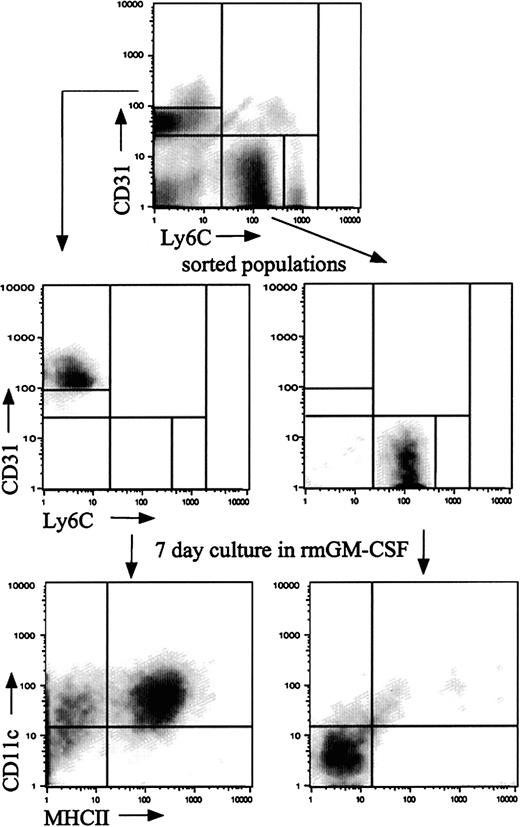 Fig. 6. CD31hiLy-6Cneg cells give rise to DCs following culture in GM-CSF. / OVA-DC– or PBS-DC–immunized mice were challenged daily for 3 days with OVA or PBS aerosols. At 24 hours after the last challenge, BM was collected and stained with CD31 and Ly-6C antibodies. Plots shown are representative of mice within the OVA-DC/OVA group. The CD31hiLy-6Cneg and the CD31negLy-6Cmed populations were purified using flow cytometric sorting (middle panels) and subsequently cultured in the presence of GM-CSF for 7 days. The lower panels represent FACS plots of cells at the end of the culture period stained for MHCII and CD11c. Immature DCs are CD11c+ MHCII− and mature DCs are CD11c+ MHC II+.