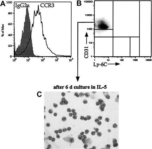 Fig. 7. CD31hiLy-6Cneg cells give rise to eosinophils following culture in IL-5. / (A) Flow cytometric staining of gated CD31hiLy-6Cneg cells reveals expression of the eotaxin receptor CCR3 (open histogram). Isotype control is indicated by the filled histogram. (B) CD31hiLy-6Cneg cells were sorted to purity using flow cytometric sorting and cultured in the presence of IL-5 for 6 days. Sorted population was obtained from bone marrow of an OVA-DC/OVA animal, exposed to 3 OVA aerosols. (C) Cultured cells have an eosinophilic cytoplasm and a donut-shaped nucleus. We next investigated whether the enhanced population of CD31hiLy-6Cneg cells responded differently to growth factor stimulation in mice with or without eosinophilic airway inflammation by comparing the growth of equal numbers of sorted CD31hiLy-6Cneg obtained from both groups. After sorting and a 7-day culture in GM-CSF there was a significant difference neither in the yield of total cells (P = .1) nor in the percentage of CD11c+ DCs derived from the CD31hiLy-6Cneg of both groups (results not shown). However, when grown in IL-5, the subset sorted from the BM of OVA-challenged animals yielded slightly more eosinophilis compared with the PBS-DC/PBS mice (51.2 ± 1.1% vs 40.5 ± 1.3%,P < .05). Cells were stained with αMBP Ab. Original magnification, × 400.