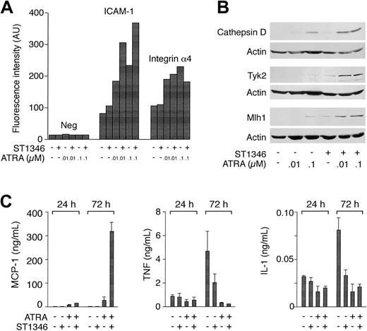 Fig. 6. Influence of ST1346 on the steady-state levels of ATRA-modulated proteins and the secretion of the MCP-1 chemokine, TNF, and IL-1 proinflammatory cytokines. / NB4 cells were treated for 1 or 3 days, as indicated, with vehicle alone, ST1346 (10 μM), the indicated concentrations of ATRA, or the combination of the 2 compounds. (A) The level of expression of the indicated phenotypic markers was determined by flow cytometry using fluorescein-labeled monoclonal antibodies against ICAM-1 and integrin α4 or irrelevant isotype-matched antibodies (Neg). NB4 cells are more than 95% positive for the expression of the 2 integrins in all the experimental conditions considered. The results are expressed in mean cell-associated fluorescence. (B) The amounts of the indicated proteins were determined by Western blot analysis with the use of anti–cathepsin D, anti-Tyk2, anti-Mlh1, and antiactin polyclonal antibodies. (C) The amounts of MCP-1, TNF, and IL-1 secreted in the conditioned medium of NB4 cells treated as indicated were determined with the use of specific ELISA assays. Results are expressed as the means ± SD of 3 separate culture dishes and are representative of at least 3 independent experiments.