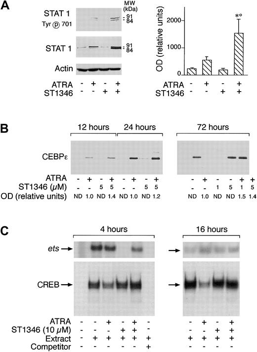Fig. 8. Influence of ST1346 and ATRA on the levels and state of transcriptional factors or complexes involved in ATRA-induced granulocytic differentiation of myeloid cells. / NB4 cells were treated for 72 hours (panel A) or the indicated amount of time (panels B and C) with vehicle, ATRA (0.1 μM), the indicated concentrations of ST1346, or the corresponding combinations of the BISIND and the retinoid. (A,B) Equivalent amounts of cell extracts were subjected to Western blot analysis with anti–STAT 1 α/β, anti–β-actin, anti–CEBPε polyclonal antibodies, or antibodies recognizing the Tyr701 phosphorylated form of STAT 1. The right graph in panel A illustrates the quantitative results obtained by densitometric analysis of the STAT 1α band in blots similar to that depicted on the left and developed with an anti–STAT 1α–specific antibody. The levels of STAT 1α protein are expressed in relative units following normalization for the intensity of the corresponding β-actin bands. Data are expressed as the means ± SD of 3 separate experiments. *Significantly higher than the corresponding group treated with vehicle (P < .01 according to the Student t test). °Significantly higher than the sum of the effects observed in the corresponding ST1346- and ATRA-treated groups, following 2-way analysis of variance and measurement of the F score of the interaction (P < .01 according to Tukey test). (C) Cell extracts were subjected to gel retardation assays using double-stranded oligonucleotides corresponding to the consensus sites of binding of the transcriptional complexes Ets-1 and CREB. The competitor is a cold Ets-1 (ets) or CREB oligonucleotide present in the reaction mixture in 100-fold excess.