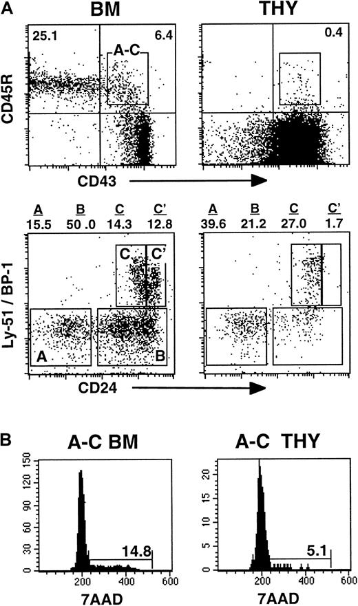 Fig. 1. B-cell development in the thymus is blocked at the pro–B-cell stage. / (A) Phenotype of CD45R+CD43+ pro–B cells harvested directly from the bone marrow (BM) or thymus (THY) of BALB/c mice. The frequency of cells in fractions A, B, C, and C′ stages of development was assessed by analysis of Ly51 (BP-1) and CD24 expression on the gated CD45R+CD43+ cells. (B) Cell cycle status of pro–B cells in the BM and thymus. Data in the figures are representative of 3 experiments.