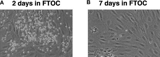 Fig. 3. Exposure to the thymic microenvironment renders pro–B cells unresponsive to B-lymphopoietic stimuli. / (A) Cells harvested from FTOCs 2 days after seeding lobes with 5 × 104 CD45R+sIgM− BM cells can still establish long-term cultures on S17 stroma. (B) CD45R+sIgM− cells can no longer establish long-term BM cultures following 7 days of culture in FTOCs. Original magnification, × 100.