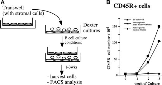 Fig. 5. Inhibitory signals from thymic stromal cells can counteract B lymphopoietic stimuli. / (A) The experimental protocol used to introduce transwells containing heterogeneous BM or thymic stromal cells into myeloid (Dexter) long-term BM cultures at the time of their transfer to B-lymphoid permissive conditions. (B) Nonadherent cells were harvested weekly from the cultures and analyzed for expression of CD45R. Data are representative of 3 experiments.
