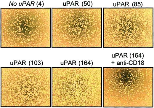 Fig. 7. Integrin-dependent adhesion of uPAR-transfected BAF3 cells. / BAF3 cells were transfected with various amounts of uPAR cDNA and analyzed by flow cytometry using mAb anti-uPAR R4. Adhesion to immobilized mouse ICAM-1–Fc of 5 BAF3 cell lines expressing no uPAR (mean immunofluorescence, 4) or different levels of uPAR (mean immunofluorescence, 50, 85, 103, and 164) was studied. Photomicrographs show results from 1 experiment representative of 5 comparable independent experiments.