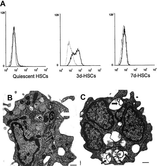 Fig. 7. Uptake of lucifer yellow, and live or heat-killed. / L monocytogenes by HSCs. (A) Uptake of lucifer yellow by HSCs. Histograms: fluorescence intensity in a logarithmic scale (x-axis) was plotted against cell numbers (y-axis). Black histograms show the fluorescence of HSCs incubated with lucifer yellow at 37°C, and gray histograms show the fluorescence of HSCs incubated with lucifer yellow at 4°C (negative control). (B) Transmission electron microscopy reveals live cytosolic L monocytogenes beginning actin polymerization at 2 hours after infection (arrow; bar, 0.6 μm). (C) The 5d-HSCs were able to internalize heat-killed L monocytogenes, which were degraded in the lysosomal compartments (arrows; transmission electron microscopy; bar, 0.6 μm).