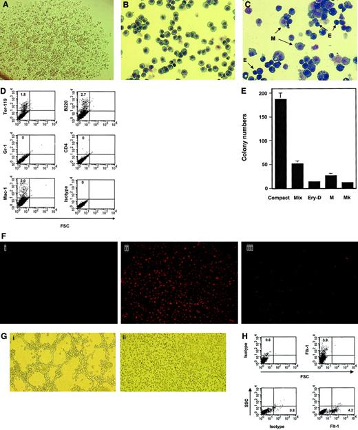 Fig. 1. Hematopoietic and endothelial-like potential of type I yolk sac precursor cell lines. / (A) Single type I yolk sac precursor cell–derived colony following limiting dilution. (B) Representative type I yolk sac precursor cells stained with the Hema 3 Stain Set (Biochemical Sciences, Swedesboro, NJ). (C) Cells were allowed to differentiate in hematopoietic growth factor–containing medium. Compact colonies derived were harvested and cytospin preparations were stained with the Hema 3 Stain Set. M indicates macrophage; E, definitive erythroid cells. (D) Compact colonies were harvested and subjected to FACS analyses with the indicated antibodies. (E) Cells from compact colonies were replated into the second-stage culture containing the same hematopoietic growth factors as the first stage. Secondary compact colonies and hematopoietic colonies generated from 7.5 × 103 primary compact colony cells were examined and scored after 7 to 10 days of incubation. Mix indicates mixed colony; Ery-D, definitive erythroid colony; M, macrophage colony; Mk, megakaryocyte colony; Compact, secondary compact colony. (F) Type I precursor cell lines were allowed to differentiate into confluent adherent cells in tissue culture plates. Suspension cells were washed off, and 10 μg/mL Ac-LDL labeled with 1,1′-dioctadecyl-3,3,3′,3′-tetramethyl-indocarbocyanine perchlorate (DiI-Ac-LDL; Biomedical Technologies, Stoughton, MA) was added to the cultures. Four hours later, medium was removed and the plates were washed 3 times with prewarmed phosphate-buffered saline. Cells were visualized under a fluorescence microscope. Fi, NIH3T3 cells (negative control); Fii, bone marrow–derived adherent (endothelial) cells (positive control); Fiii, adherent endothelial-like cells generated from type I precursor cells. (G) Matrigel assay: Gi, type I precursor cells; Gii, type II (hematopoietic) cells. (H) FACS analyses of type I precursor cell–derived adherent cells with the indicated antibodies. Shown in this figure are representatives of 2 (panels D,E, and H) to 4 (panels A-C, F, and G) type I precursor cell lines and 10 type II hematopoietic cell lines (panel G). Original magnifications: ×100 (A, F-G); × 200 (B-C).