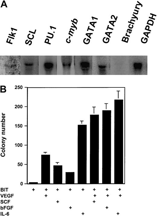 Fig. 2. Transcription factor expression and growth factor responsiveness of type I yolk sac precursor cells. / (A) Total RNA (30 μg) was resolved in 1% agarose formaldehyde gels and transferred onto nylon membranes. The membranes were hybridized with α-32P-deoxycytidine triphosphate (dCTP)–labeled cDNA probes as indicated and the blots were visualized using a Storm860 phosphorimager (Molecular Dynamics, Sunnyvale, CA). Representative of the data obtained from 2 cell lines. (B) Colonies generated from 3000 cells in serum-free methylcellulose medium containing a serum substitute (BIT, from Stem Cell Technologies, Vancouver, BC, Canada) and VEGF (25 ng/mL), bFGF (50 ng/mL), IL-6 (25 ng/mL), SCF (25 ng/mL), or cytokine combinations. The colonies were scored after 14 days of incubation. Representative of 2 independent experiments with 3 cell lines.