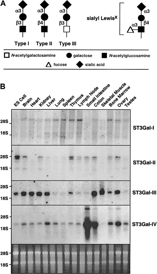 Fig. 1. Sialylated glycan chain termini and expression of ST3Gal-I, -II, -III, and -IV sialyltransferase RNA. / (A) ST3Gal sialyltransferases add sialic acid to the terminus of type I, II, or III glycan chains, as occurs in formation of selectin ligands such as sialyl Lewis X. (B) Total RNA from various mouse tissues was hybridized with cDNA probes specific for each of the sialyltransferases. The sybergreen-stained gel (bottom) indicates similar loading of the RNA.