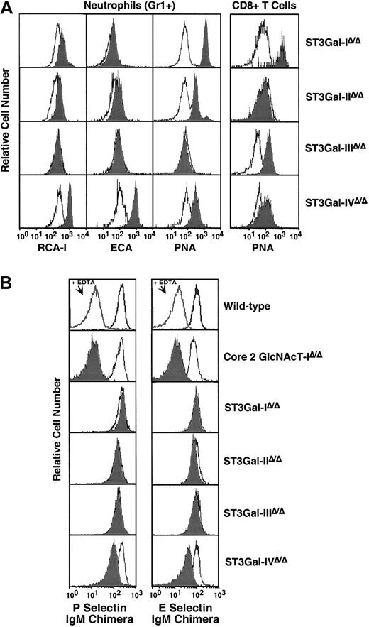 Fig. 3. ST3Gal I-IV sialyltransferase deficiencies result in differential degrees of exposed galactose and selectin–immunoglobulin chimera binding to blood neutrophils. / (A) RCA-I, ECA, and PNA lectin binding to circulating Gr1+cells (mostly neutrophils) or CD8+ T cells was assessed by flow cytometry. Reduced sialylation resulting in exposed β-linked galactose was observed differentially among leukocytes and specific sialyltransferase mutations. (B) P- and E-selectin–immunoglobulin chimera binding to circulating Gr1+ leukocytes of mice deficient in ST3Gal-I, -II, -III, and -IV was analyzed by flow cytometry and compared with C2GlcNAcT-I deficiency. Panels A and B are representative of 3 separate experiments. Filled histograms represent selectin binding to neutrophils of mutant mice and are compared with wild-type littermates in the same panel.