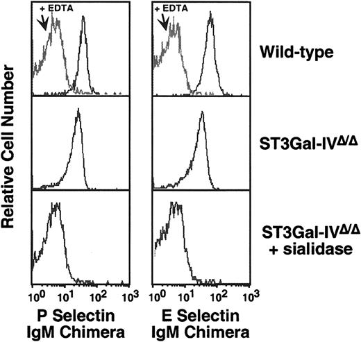 Fig. 4. Sialidase treatment and compound ST3Gal deficiencies implicate multiple sialyltransferases in the formation of selectin ligands in vivo. / E- and P-selectin–immunoglobulin chimera binding was assessed following treatment of peripheral blood Gr1+ cells from ST3Gal-IV–deficient mice with Arthrobacter ureafaciensneuraminidase.
