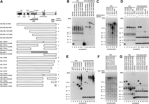 Fig. 4. Mapping of the intramolecular interaction domains. / (A) Schematic representation of the various MLL deletion mutants tagged with HA at their C-termini and various GAL4-MLL C-terminal fragments tagged with His at their N-termini. The known motifs and domains of the AT hook (171-309), NTS-1 (244-314), SNL-1 (388-432), NTS-3 (727-762), SNL-2 (1050-1089), the MT domain (1136-1203), NIID (1253-2254), the PHD fingers (1418-1628), the bromo domain (1633-1769), the Zn fingers (Zn: 1870-1977), the processing sites (D2666 and D 2718), the transactivation domain (denoted as AD, 2829-2883), CIID (3607-3742), and the SET domain (3818-3969) are shown.4046 Interaction between N- and C-terminal fragments is also shown on the right as present (+) or absent (–). (B) Determination of N-terminal edge of the N-terminal intramolecular interaction domain (NIID). BOSC23 cells were transfected with the pM vector or one of the pM MLL(H) vectors expressing N-terminal deletion mutants of MLL fused with GAL4 at their N-termini and tagged with HA at their C-termini. The cells were harvested and lysed in lysis buffer 48 hours after transfection. The GAL4-MLL proteins were immunoprecipitated with the anti-GAL4 antibody. The whole cell extracts (WCE, lanes 1-6) and the immunoprecipitates (IP:GAL4, lanes 7-12) were analyzed by immunoblot with anti-HA antibody 3F10. Molecular weight markers are on the left. (C, D) Determination of the C-terminal edge of the N-terminal intramolecular domain. BOSC23 cells were transfected with pLNCX vectors expressing C-terminal deletion mutants of MLL and pLNCX vector expressing GAL4-MLL 2719/3968 tagged with His at the N-termini. The MLL proteins were immunoprecipitated with anti-MLL N-terminal antibody (mmN3). WCE and the precipitates were separated in denaturing gels and immunoblotted with anti-MLL N-terminal antibody (mmN3) (WCE only; C) or anti-His antibody (D-8; D). (E) Determination of the C-terminal edge of the C-terminal intramolecular interaction domain. BOSC23 cells were transfected with the pLNCX vectors expressing C-terminal deletion mutants of MLL tagged with HA at their C-termini. The MLL proteins were immunoprecipitated with the anti-MLL N-terminal antibody (mmN3) antibody. WCE (lanes 1-6) and the immunoprecipitates (lanes 7-12) were immunoblotted with the anti-HA antibody 3F10. Panels F and G show the determination of the N-terminal edge of the C-terminal intramolecular interaction domain. BOSC23 cells were transfected with pLNCX vectors expressing MLL1/2666 and pLNCX vectors expressing N-terminal deletion mutants of GAL4-MLL 2719/3968 tagged with His at the N-termini. The MLL proteins were immunoprecipitated with anti-MLL N-terminal antibody (mmN3). The whole cell extracts and the precipitates were separated in denaturing gels and immunoblotted with anti-MLL N-terminal antibody (mmN3) (WCE only; F) or anti-His antibody (D-8; G).