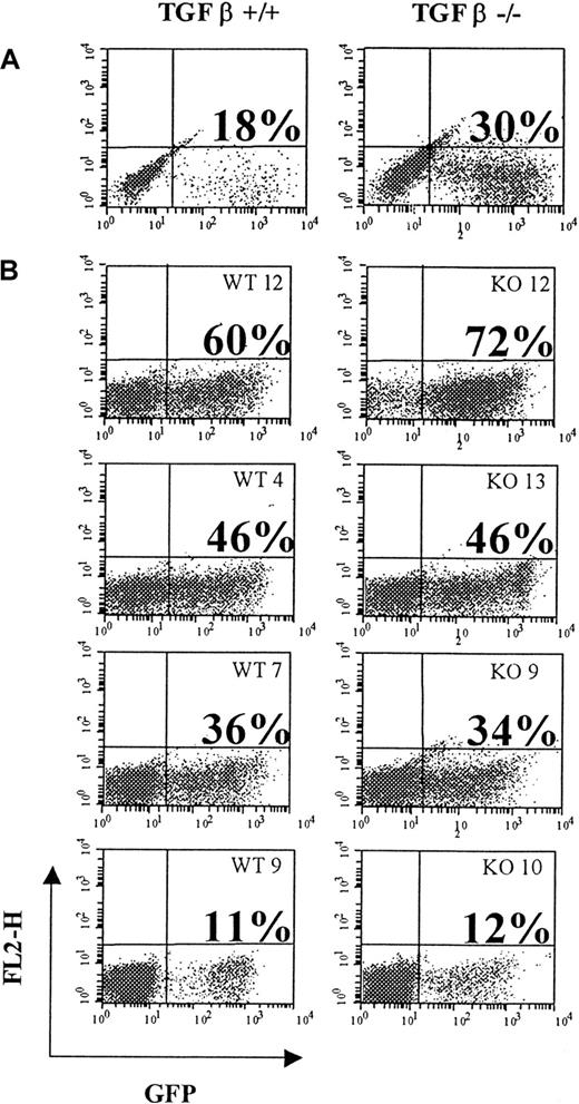 Fig. 1. Flow cytometry profile showing green fluorescent protein (GFP)–positive cells. / Shown at the end of the infection protocol (A) and in peripheral blood leukocytes (B) of individual mice engrafted with virus-infected cells at week 6 after transplantation. WT transplant (left panels) or TGF-β1−/− transplants (right panels). Percent of positive cells is given above each corresponding profile.