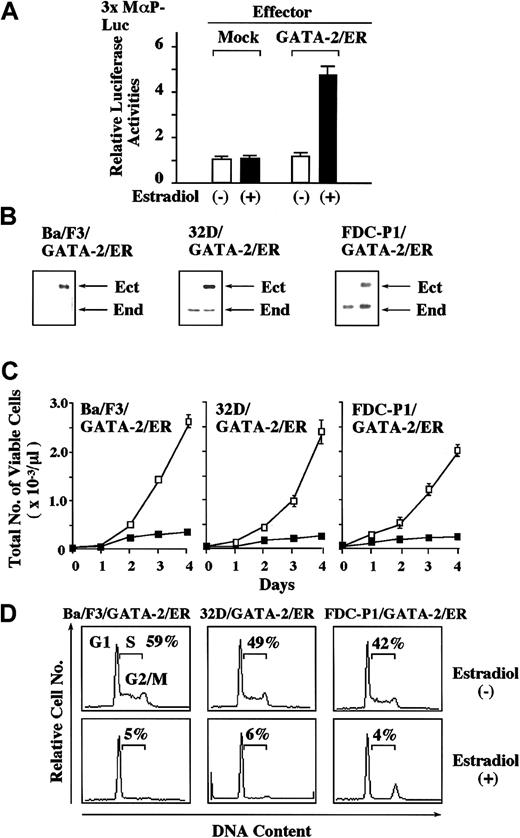 Fig. 1. Effects of GATA-2 on the growth of mIL-3–dependent cell lines, Ba/F3, 32D, and FDC-P1. / (A) NIH3T3 cells were transfected with 2 μg of a reporter gene for GATA, 3 × MαP-Luc, 10 ng pRL-CMV-Rluc, and 2 μg of an expression vector of GATA-2/ER or an empty expression vector. After 12 hours, the cells were serum deprived and cultured for 24 hours. Then, the cells were stimulated with 1 μM estradiol for 8 hours and lysed in the lysis buffer, followed by the measurement of the firefly and therenilla luciferase activities. The relative firefly luciferase activities were calculated by normalizing transfection efficiency according to the renilla luciferase activities. The results are shown as the means ± SD of triplicate experiments. (B) The expression levels of ectopic (Ect) GATA-2/ER and endogenous (End) GATA-2 were examined in the transfectants by immunoblot analysis. (C) The cells of Ba/F3, 32D, and FDC-P1 each transfected with an expression vector of GATA-2/ER were seeded at a cell density of 100/μL and cultured with (▪) or without (■) 1 μM estradiol. Total number of viable cells was counted by trypan blue dye exclusion method at the times indicated. The results are shown as means ± SD of triplicate cultures. (D) Cells cultured as described above were subjected to PI staining, and DNA content was analyzed on FACSort. Cell cycle analysis was performed with a program Modfit LT2.0. The results shown are representative of 3 independent experiments.