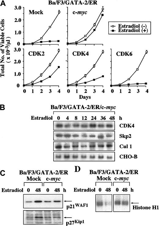 Fig. 4. Effects of overexpression of c-. / myc, CDK2, CDK4, and CDK6 on GATA-2–induced growth suppression of Ba/F3 cells. (A) Ba/F3/GATA-2/ER clones each transfected with an expression vector of c-myc, CDK2, CDK4, CDK6, or an empty vector were cultured with or without 1 μM estradiol. Total number of viable cells was counted by trypan blue dye exclusion method at the time indicated. Similar results were obtained from at least 3 independent clones in each transfectant. The results are shown as means ± SD of triplicate cultures. (B) The cells of Ba/F3/GATA-2/ER overexpressing c-myc were cultured with 1 μM estradiol and subjected to Northern blot analysis on the expression of CDK4, Skp2, and Cul1 at the times indicated. (C) The expression levels of p21WAF1 and p27Kip1proteins were examined by Western blot analysis before and after the 48-hour culture with 1 μM estradiol in mock- and c-myc–transfected Ba/F3/GATA-2/ER. (D) CDK2 activities were evaluated before and after the 48-hour culture with estradiol in mock- and c-myc–transfected Ba/F3/GATA-2/ER with immune complex kinase assays by using Histone H1 as a substrate. The results shown in panels B, C, and D are representative of 3 independent experiments.