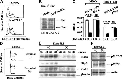 Fig. 5. Effects of GATA-2 on the growth of normal hematopoietic cells. / (A) Normal MNCs and Sca-1+Lin− cells were isolated from bone marrow of 5-FU–treated mice and infected with retrovirus containing pMX-GATA-2/ER-neo, pMX-neo, or pMX-GFP. The expression of GFP was examined in pMX-GFP–infected MNCs and Sca-1+Lin− cells. Dashed-line histograms indicate mock-infected cells; solid-line histograms, pMX-GFP–infected cells. (B) The cells infected with retrovirus containing GATA-2/ER or an empty vector (Mock) were cultured with G418 for 72 hours and subjected to immunoblot analysis with an anti–GATA-2 Ab. IB indicates immunoblot; Ect, ectopic GATA-2/ER; End, endogenous GATA-2. (C) After 72 hours of culture with G418, retrovirus-transduced cells were also cultured with or without estradiol for 72 hours and subjected to an MTT colorimetric assay. The results are shown as the means ± SD of triplicate cultures. NS indicates statistically not significant. (D) Cell cycle analysis of the cultured cells was performed by PI staining. (E) The cultured cells were subjected to semiquantitative RT-PCR analysis on the expression of c-mycand Cul1 mRNA. Total cellular RNA was isolated at the time indicated and cDNA was synthesized. The amounts of cDNA products were normalized according to the amounts of PCR products of glyceraldehyde-3-phosphate dehydrogenase (GAPDH). The adjusted amounts of cDNA products from each sample were subjected to PCR for c-myc, Cul1, and GAPDH. After the PCR cycles indicated, the PCR products were size-fractionated on 3.5% polyacrylamide gels, dried, and autoradiographed. (F) The expression levels of p21WAF1 and p27Kip1proteins in the cultured cells were examined by Western blot analysis. Results representative of 3 independent experiments are shown.