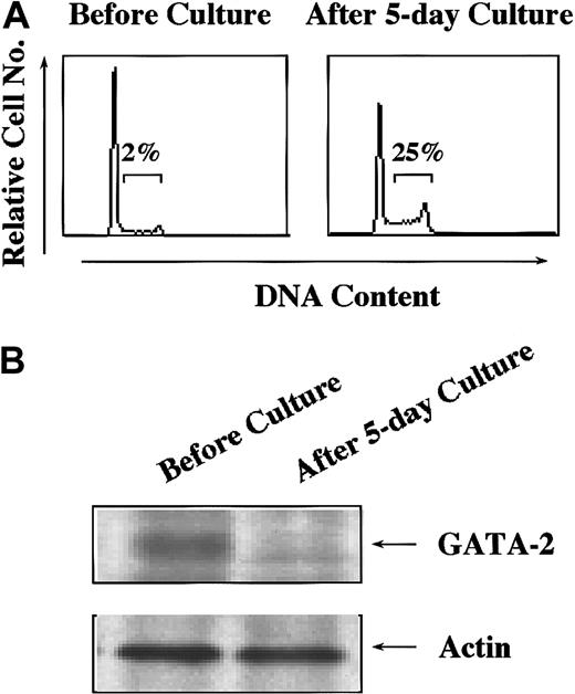 Fig. 6. The expression levels of GATA-2 in dormant and cycling hematopoietic stem/progenitor cells. / Lin− cells were purified from bone marrow of 5-FU–treated mice and cultured with mIL-3 (10 ng/mL), mSCF (100 ng/mL), hIL-6 (50 ng/mL), and FLT3 ligand (50 ng/mL) for 5 days. (A) Lin−cells were subjected to cell cycle analysis by PI staining before and after the culture. (B) The expression levels of GATA-2 were examined in Lin− cells before and after the culture. Results shown are representative of 3 independent experiments.
