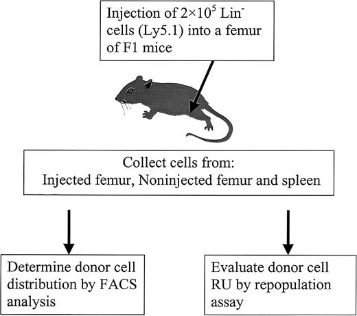 Fig. 1. Diagram of experimental design. / PKH26-labeled Lin− cells from C57BL/6J Ly5.1 mice were injected into the femur of primary recipients (F1 mice). At different times after injection, cells from different locations (injected femur, noninjected femur, and spleen) were harvested to determine donor cell distribution by FACS and to evaluate RU by competitive repopulation assay.