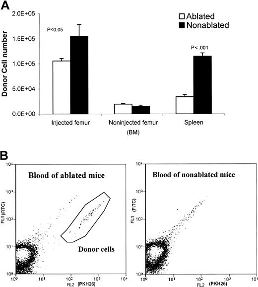 Fig. 4. Comparison of donor cell distribution in ablated and nonablated mice 20 hours after injection. / (A) Donor cell numbers in injected ablated and nonablated mice (injected/noninjected femur and spleen). Both of the femurs (injected and noninjected) and the spleen were harvested 20 hours after injecting 5 × 105 PKH26-labeled Lin− cells into a femur cavity of untreated or lethally irradiated (950 rad) mice. Bone marrow cells were flushed out from the femurs. Spleens were dissected to wash out spleen cells. Cells from each tissue (injected femur, noninjected femur, and spleen) were counted and subjected to FACS analyses on a MoFlo flow cytometer. Donor cell numbers were calculated from the percentages of donor cells and the total cell count of each tissue. (B) FACS analysis of blood samples from ablated and nonablated mice 20 hours after injection of donor cells into the femur cavity. PKH26-labeled donor cells are present in the blood of ablated mice, but not in the blood of nonablated mice. The autofluorescent events were in the diagonal line and not counted. The positive events fall below the autofluorescent line.