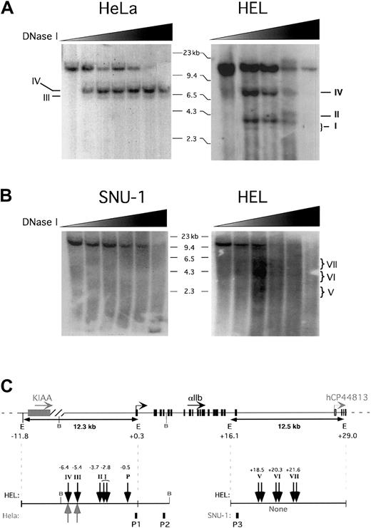 Fig. 2. DNase 1 HS studies of the 5′- and 3-intergenic regions. / . (A) Nuclei from megakaryocytic HEL and nonmegakaryocytic HeLa cells were digested with DNase I nuclease at increasing concentrations (wedges). The genomic DNA was then isolated, digested with EcoRI restriction enzyme, and analyzed by Southern blotting. The blots shown were hybridized to probe P1 covering hαIIb exon 1. The size marker is indicated as well as the detected HS sites, which are denoted with Roman numerals. (B) Same as in panel A but for SNU-1 and HEL cells, and the probe P3 covered hαIIb exon 30. (C) The hαIIb gene locus is shown schematically at the top with its transcriptional start site indicated as well as the orientation of the genes shown. Restriction sites of importance are indicated with E indicating EcoRI and B, BamHI. The full-length fragment anticipated after EcoRI digestion for the studies in panels A and B and a schema of the observed HS sites (vertical arrows) within the cell lines tested are shown. P1 indicates probe forEcoRI blot in panel A; P2, probe for BamHI blot (not shown); and P3, probe for EcoRI blot in panel B. Similar results were seen on at least 2 independent studies for each probe, cell line, and endonuclease restriction conditions.