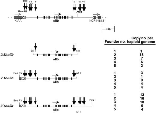 Fig. 3. Transgenic mice constructs studied. / The hαIIb gene locus is shown at the top with the restriction sites of interest and the HS sites shown in Figure 2 are indicated as vertical arrows. Below that are the 3 constructs from which transgenic lines were made. For each, 5 founder lines were established, and the copy number of the transgene per haploid genome for each line is shown to the right.